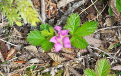 Rubus arcticus acaulis