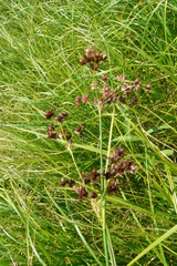 Juncus atratus