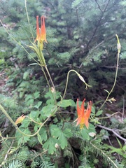 Aquilegia elegantula