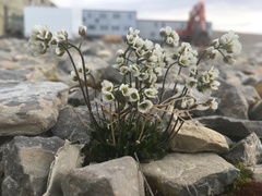 Draba lactea