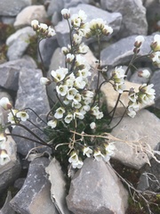 Draba lactea