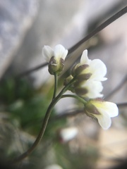 Draba lactea