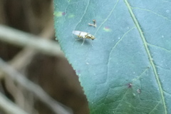 Oxycera variegata