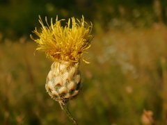Centaurea orientalis