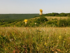 Centaurea orientalis