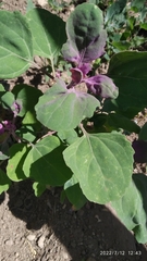 Chenopodium quinoa