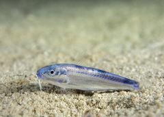 Parupeneus rubescens