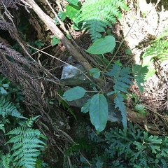 Actinidia callosa discolor
