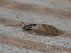 Sympherobius barberi