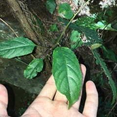 Actinidia callosa discolor