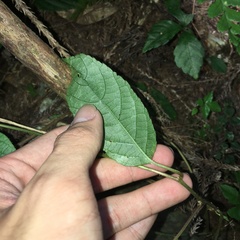 Actinidia callosa discolor