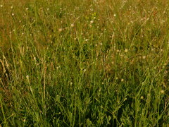 Cephalaria transsylvanica