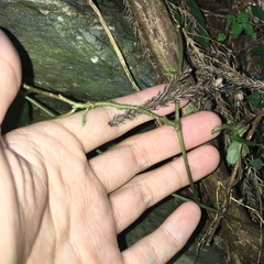 Actinidia callosa discolor
