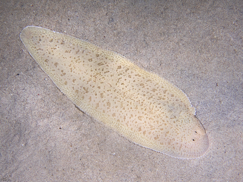 Fourline tongue sole (Cynoglossus bilineatus) — Cynoglossidae
