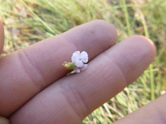 Dianthus pyrenaicus