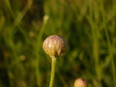 Cephalaria transsylvanica