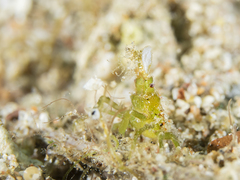 Menaethius monoceros