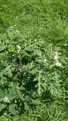 Parthenium bipinnatifidum