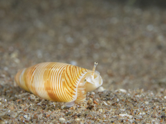 Terebellum terebellum