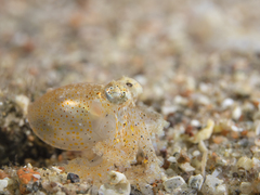 Callistoctopus ornatus