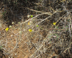 Calostephane divaricata