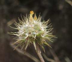 Calostephane divaricata