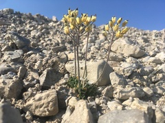 Draba corymbosa