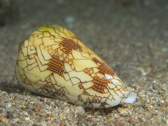 Conus textile neovicarius