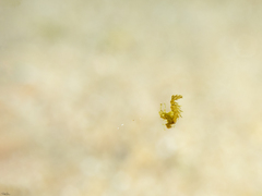 Phycocaris simulans
