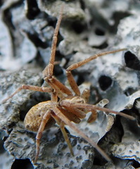 Philodromus aureolus