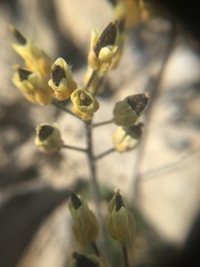 Draba corymbosa