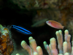 Larabicus quadrilineatus