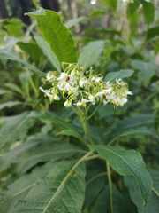 Solanum pubigerum