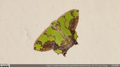 Agathia hemithearia