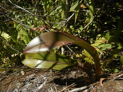 Polystachya cultriformis