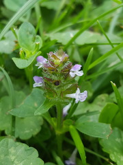 Prunella vulgaris vulgaris