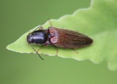 Hemicrepidius decoloratus