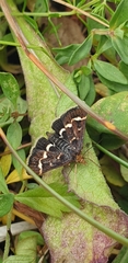 Pyrausta nigrata