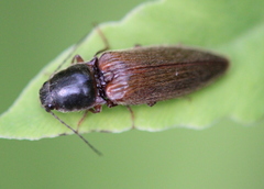 Hemicrepidius decoloratus