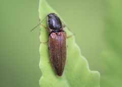 Hemicrepidius decoloratus