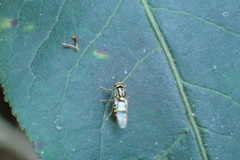 Oxycera variegata