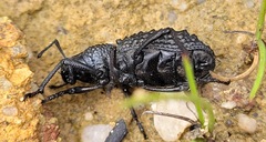 Talaurinus verrucosus