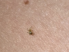 Araneae
