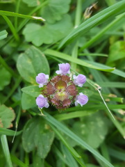 Prunella vulgaris vulgaris