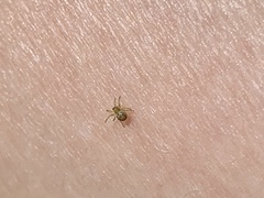 Araneae