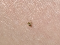 Araneae