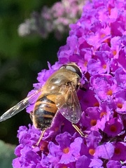 Eristalis tenax