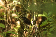 Pheugopedius maculipectus