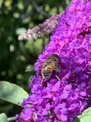 Eristalis tenax