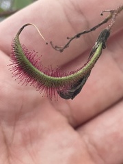 Robinia viscosa hartwigii